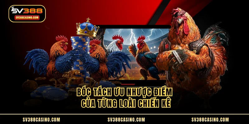 Các Loại Hình Gà Chọi - Nhân Diện Và So Sánh Chi Tiết 3 Bóc tách ưu nhược điểm của từng loài chiến kê