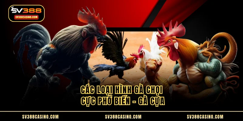 Các Loại Hình Gà Chọi - Nhân Diện Và So Sánh Chi Tiết 2 Các loại hình gà chọi cực phổ biến - Gà cựa