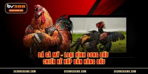 Đá Gà Mỹ - Loại Hình Song Đấu Chiến Kê Hấp Dẫn Hàng Đầu