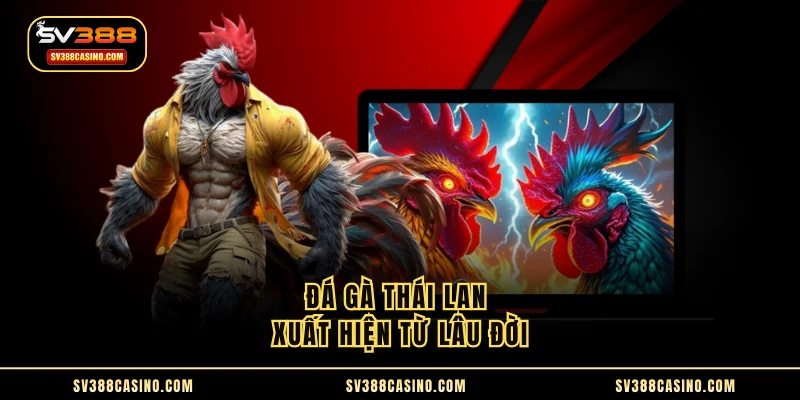 Đá Gà Thái Lan - Sôi Động Trên Sàn Đấu Cùng Chiến Kê 1 Đá gà Thái Lan xuất hiện từ lâu đời