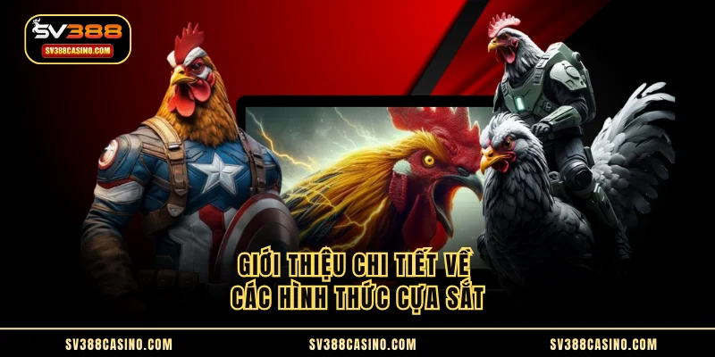 Các Loại Cựa Trong Đá Gà - Hướng Dẫn Phân Biệt Chi Tiết 3 Giới thiệu chi tiết về các hình thức cựa sắt