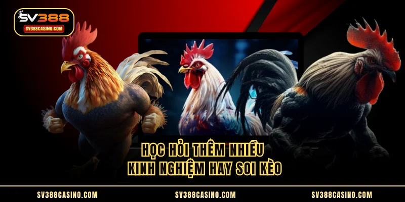 Đá Gà Thái Lan - Sôi Động Trên Sàn Đấu Cùng Chiến Kê 3 Học hỏi thêm nhiều kinh nghiệm hay soi kèo