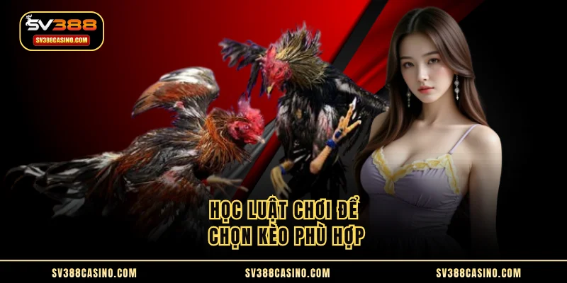 Đá Gà Mỹ - Loại Hình Song Đấu Chiến Kê Hấp Dẫn Hàng Đầu 3 Học luật chơi để chọn kèo phù hợp