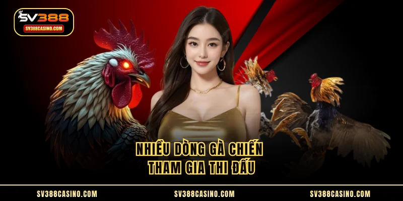 Đá Gà Tại Miền Tây - Trải Nghiệm Văn Hóa Truyền Thống 3 Nhiều dòng gà chiến tham gia thi đấu