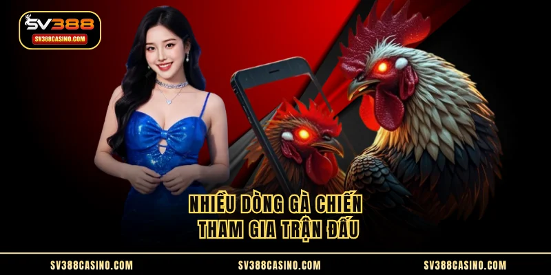 Đá Gà Mỹ - Loại Hình Song Đấu Chiến Kê Hấp Dẫn Hàng Đầu 2 Nhiều dòng gà chiến tham gia trận đấu