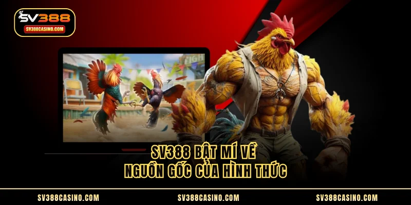 Đá Gà Tre - Chi Tiết Luật Chuẩn Từ Đấu Trường Chuyên Nghiệp 1 SV388 bật mí về nguồn gốc của hình thức